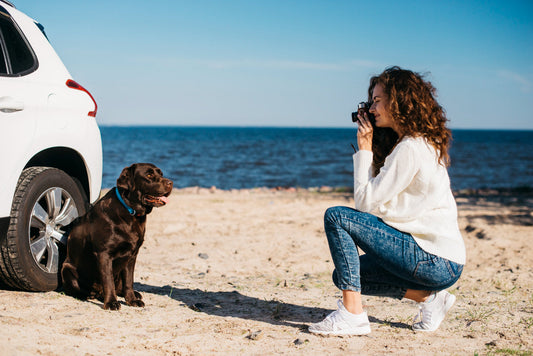 How to Road-Trip With a Dog Who Hates the Car: A Realistic Guide