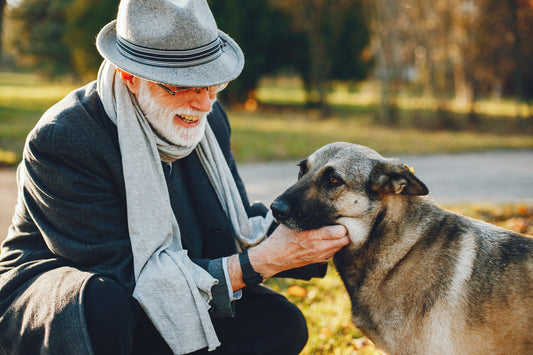 The Complete Guide to Senior Dog Nutrition: What Changes After Age 7